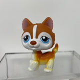 Littlest Pet Shop #341 Orange And White Husky Blue Eyes