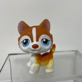 Littlest Pet Shop #341 Orange And White Husky Blue Eyes