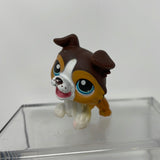 LPS Littlest Pet Shop 237 Collie Dog Brown and White Blue Dot Eyes Hasbro