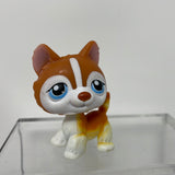 Littlest Pet Shop #341 Orange And White Husky Blue Eyes