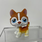 Littlest Pet Shop #341 Orange And White Husky Blue Eyes